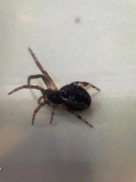 Rietkruisspin (Larinioides cornutus)